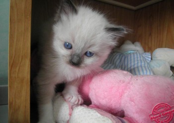 chaton mâle seal-mitted - 27  jours - Chatterie Ragdolls du Val de Beauvoir